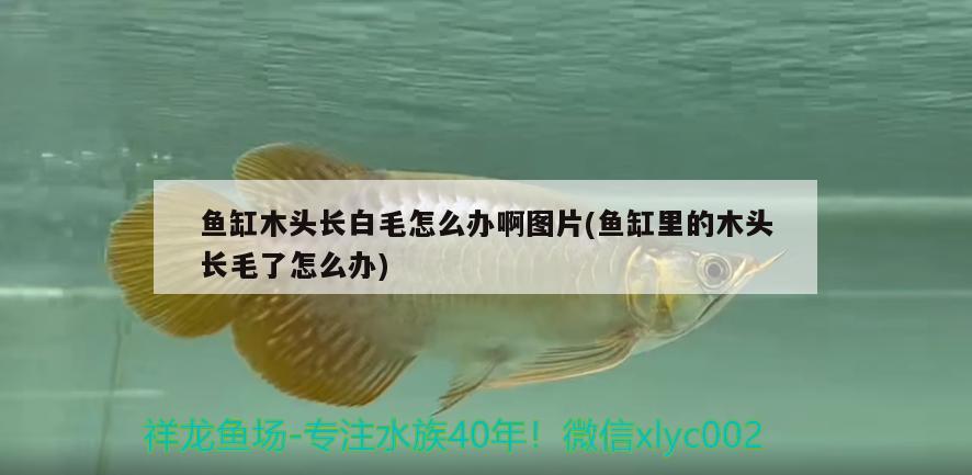 魚缸木頭長白毛怎么辦啊圖片(魚缸里的木頭長毛了怎么辦)