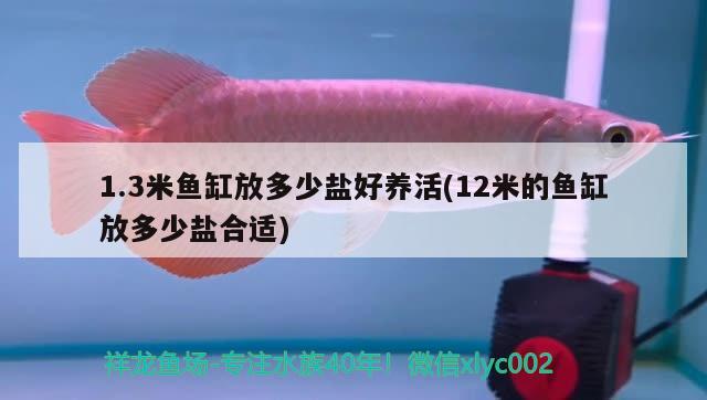 1.3米魚(yú)缸放多少鹽好養(yǎng)活(12米的魚(yú)缸放多少鹽合適) 黑金魟魚(yú)