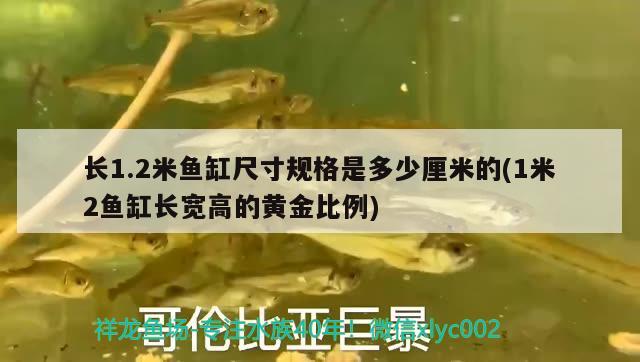 長(zhǎng)1.2米魚(yú)缸尺寸規(guī)格是多少厘米的(1米2魚(yú)缸長(zhǎng)寬高的黃金比例)