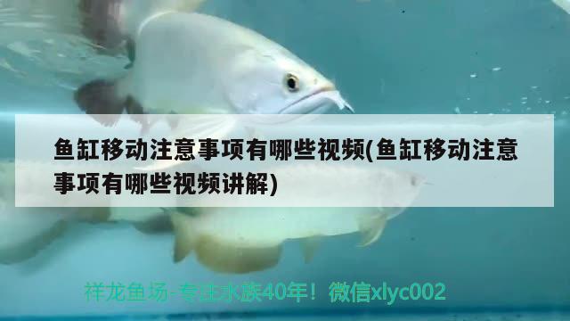 魚(yú)缸移動(dòng)注意事項(xiàng)有哪些視頻(魚(yú)缸移動(dòng)注意事項(xiàng)有哪些視頻講解) 羽毛刀魚(yú)苗