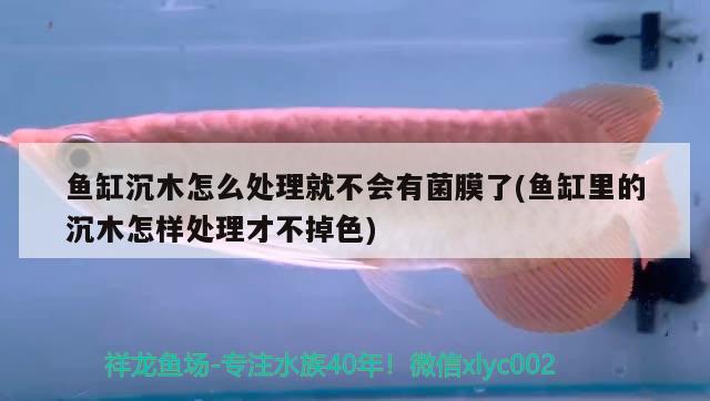 魚缸沉木怎么處理就不會有菌膜了(魚缸里的沉木怎樣處理才不掉色) 祥龍魚場其他產(chǎn)品