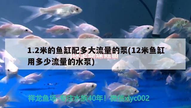 1.2米的魚缸配多大流量的泵(12米魚缸用多少流量的水泵)