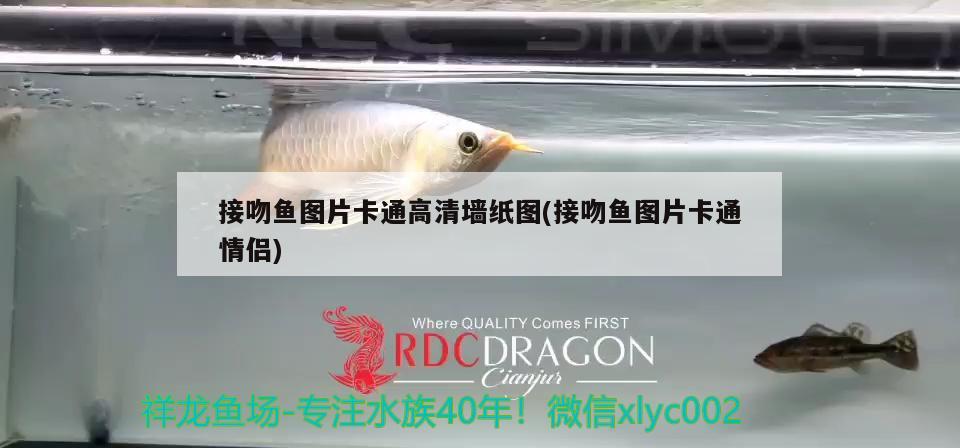 接吻魚圖片卡通高清墻紙圖(接吻魚圖片卡通情侶) 觀賞魚