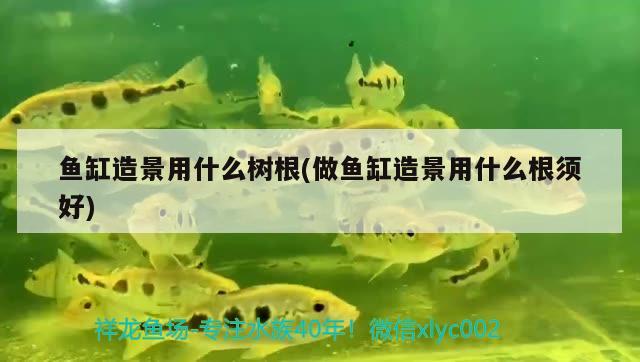 魚缸造景用什么樹根(做魚缸造景用什么根須好)