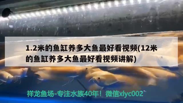 1.2米的魚缸養(yǎng)多大魚最好看視頻(12米的魚缸養(yǎng)多大魚最好看視頻講解)