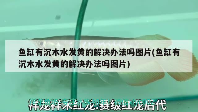 魚缸有沉木水發(fā)黃的解決辦法嗎圖片(魚缸有沉木水發(fā)黃的解決辦法嗎圖片)