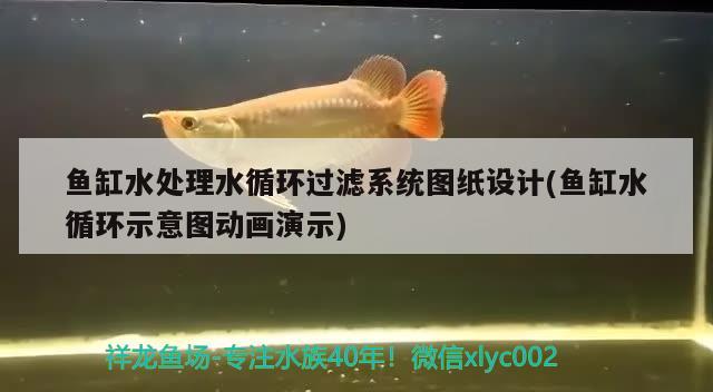 魚缸水處理水循環(huán)過濾系統(tǒng)圖紙設計(魚缸水循環(huán)示意圖動畫演示) 印尼四紋虎