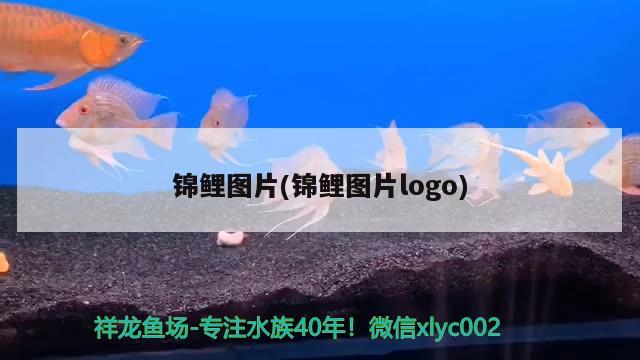 錦鯉圖片(錦鯉圖片logo)