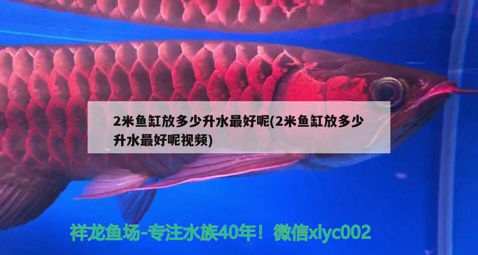 2米魚缸放多少升水最好呢(2米魚缸放多少升水最好呢視頻) 新加坡號半紅龍魚（練手級紅龍魚）