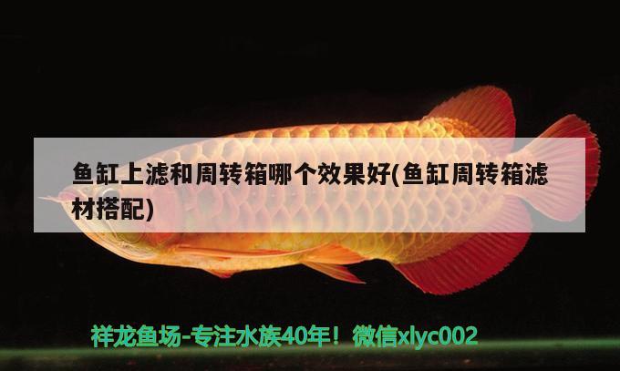 魚(yú)缸上濾和周轉(zhuǎn)箱哪個(gè)效果好(魚(yú)缸周轉(zhuǎn)箱濾材搭配) 埃及神仙魚(yú)