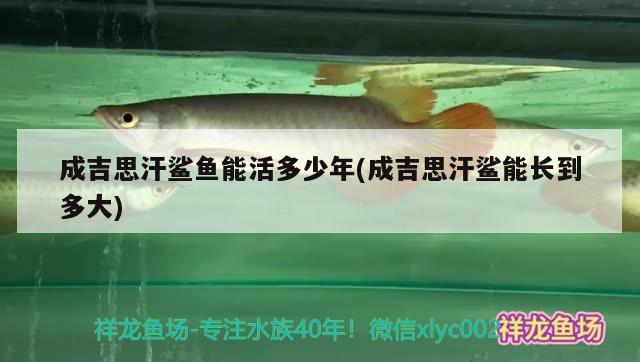 成吉思汗鯊魚能活多少年(成吉思汗鯊能長到多大) 成吉思汗鯊（球鯊）魚