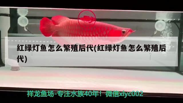 紅綠燈魚怎么繁殖后代(紅綠燈魚怎么繁殖后代)