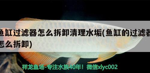 魚缸過濾器怎么拆卸清理水垢(魚缸的過濾器怎么拆卸)