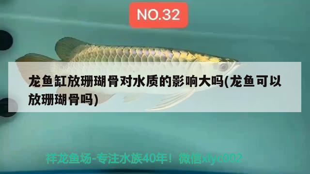 龍魚缸放珊瑚骨對水質(zhì)的影響大嗎(龍魚可以放珊瑚骨嗎)