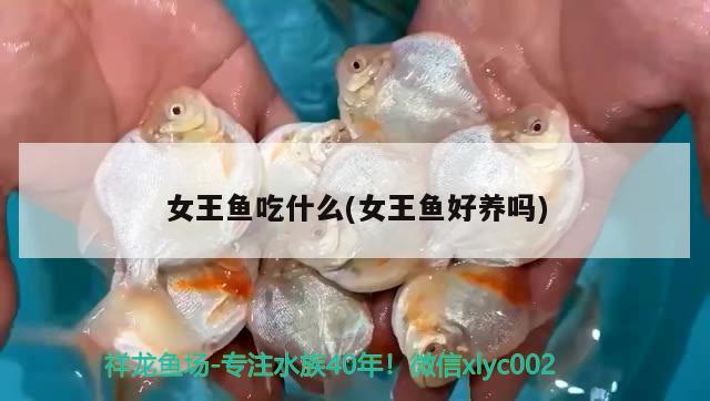 女王魚吃什么(女王魚好養(yǎng)嗎) 觀賞魚