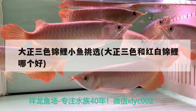 大正三色錦鯉小魚挑選(大正三色和紅白錦鯉哪個好) 紅白錦鯉魚