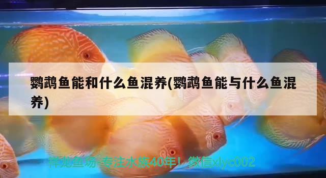 鸚鵡魚能和什么魚混養(yǎng)(鸚鵡魚能與什么魚混養(yǎng))