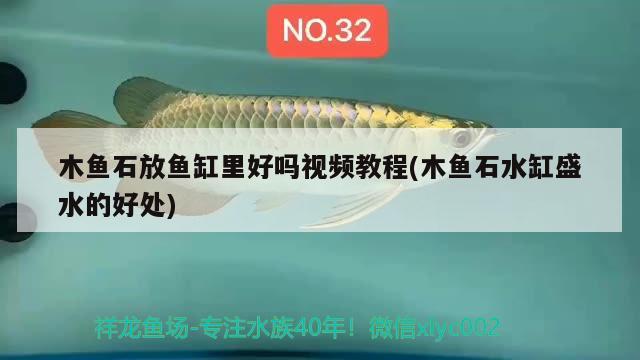 木魚石放魚缸里好嗎視頻教程(木魚石水缸盛水的好處)