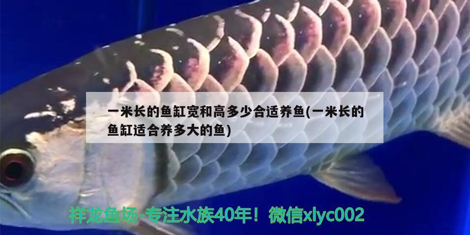 一米長的魚缸寬和高多少合適養(yǎng)魚(一米長的魚缸適合養(yǎng)多大的魚) 泰國雪鯽魚