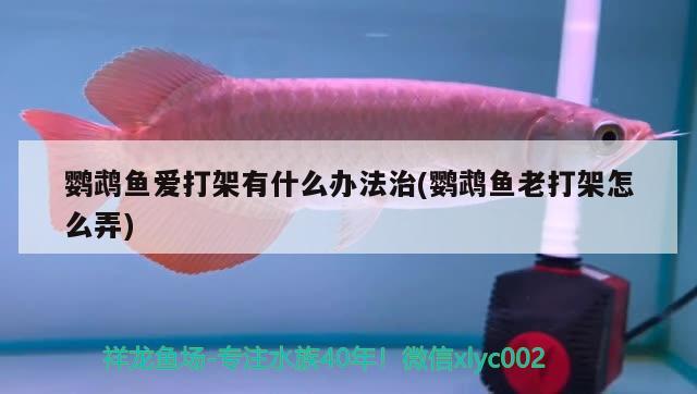 鸚鵡魚愛打架有什么辦法治(鸚鵡魚老打架怎么弄) 鸚鵡魚