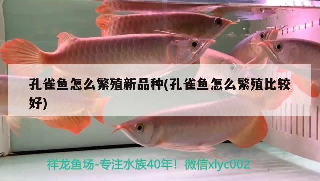 孔雀魚怎么繁殖新品種(孔雀魚怎么繁殖比較好)