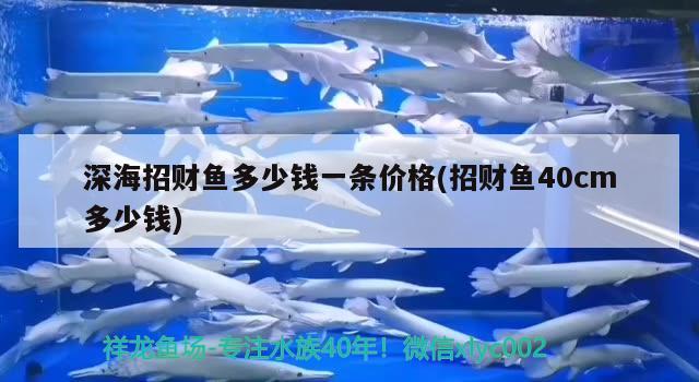 深海招財魚多少錢一條價格(招財魚40cm多少錢) 觀賞魚