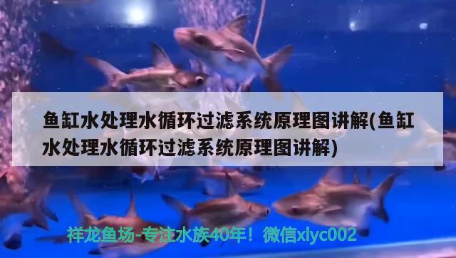 魚缸水處理水循環(huán)過(guò)濾系統(tǒng)原理圖講解(魚缸水處理水循環(huán)過(guò)濾系統(tǒng)原理圖講解)