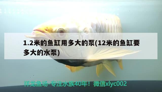 1.2米的魚缸用多大的泵(12米的魚缸要多大的水泵) 七彩神仙魚