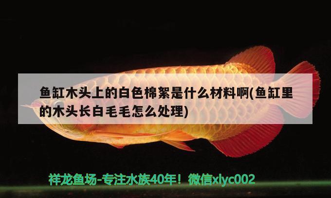 魚缸木頭上的白色棉絮是什么材料啊(魚缸里的木頭長白毛毛怎么處理)