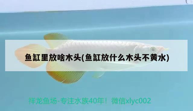 魚缸里放啥木頭(魚缸放什么木頭不黃水)