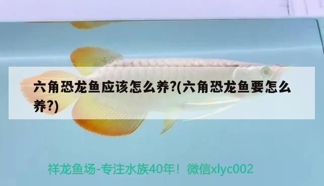 六角恐龍魚應(yīng)該怎么養(yǎng)?(六角恐龍魚要怎么養(yǎng)?)