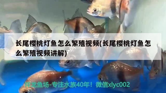 長尾櫻桃燈魚怎么繁殖視頻(長尾櫻桃燈魚怎么繁殖視頻講解) 觀賞魚