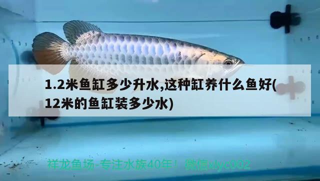 1.2米魚缸多少升水,這種缸養(yǎng)什么魚好(12米的魚缸裝多少水)