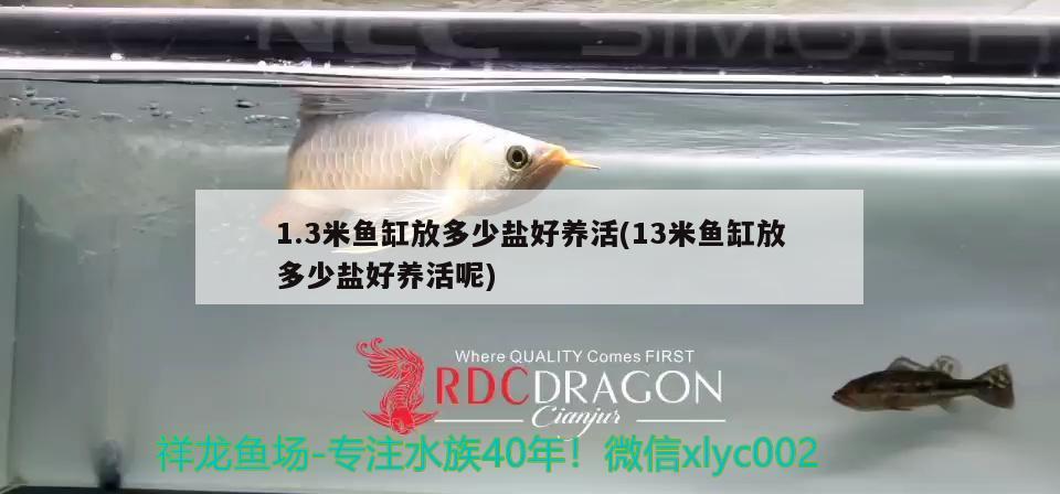 1.3米魚(yú)缸放多少鹽好養(yǎng)活(13米魚(yú)缸放多少鹽好養(yǎng)活呢)