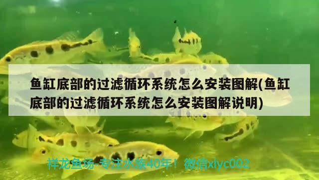 魚缸底部的過濾循環(huán)系統(tǒng)怎么安裝圖解(魚缸底部的過濾循環(huán)系統(tǒng)怎么安裝圖解說明)