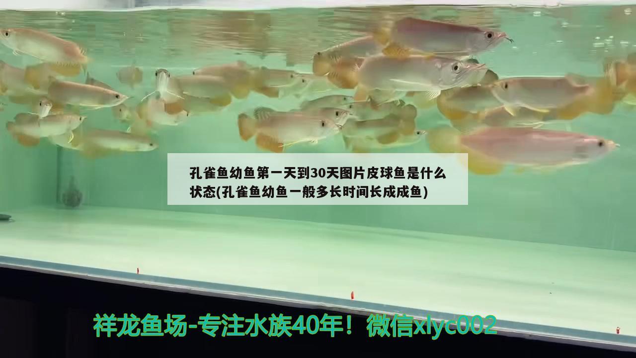 孔雀魚幼魚第一天到30天圖片皮球魚是什么狀態(tài)(孔雀魚幼魚一般多長時間長成成魚) 觀賞魚