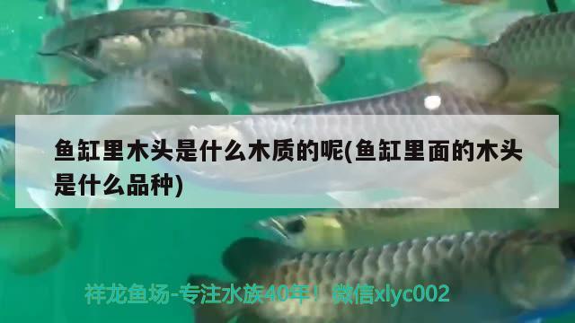 魚缸里木頭是什么木質(zhì)的呢(魚缸里面的木頭是什么品種)