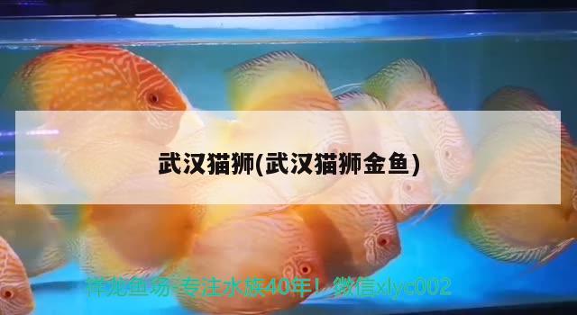 武漢貓獅(武漢貓獅金魚) 觀賞魚