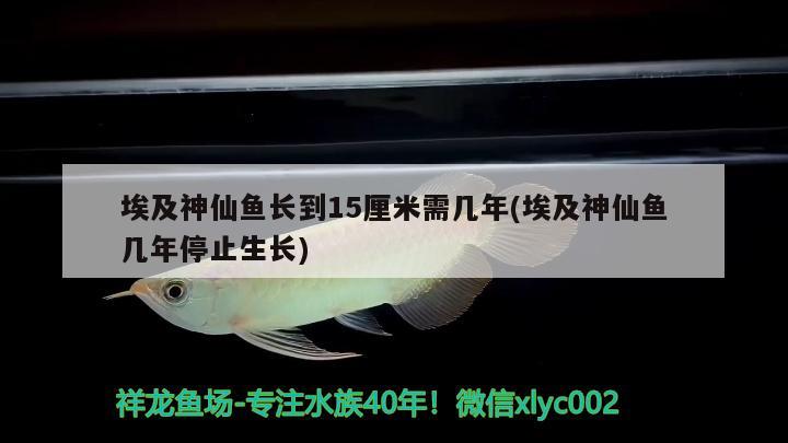 埃及神仙魚長到15厘米需幾年(埃及神仙魚幾年停止生長) 埃及神仙魚