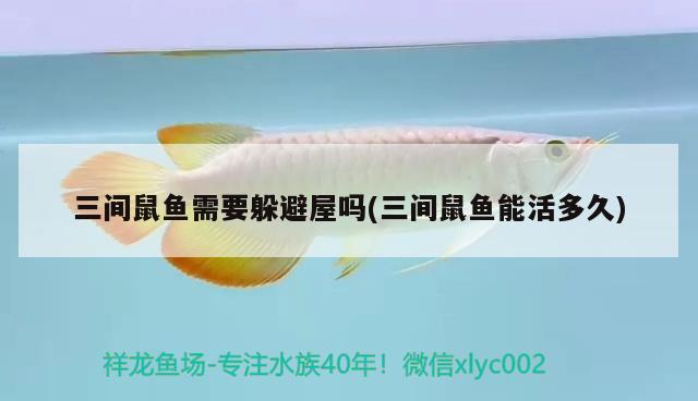 三間鼠魚需要躲避屋嗎(三間鼠魚能活多久) 三間鼠魚 第2張