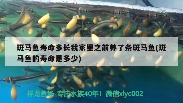 斑馬魚(yú)壽命多長(zhǎng)我家里之前養(yǎng)了條斑馬魚(yú)(斑馬魚(yú)的壽命是多少)