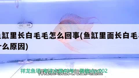 魚缸里長白毛毛怎么回事(魚缸里面長白毛毛什么原因) 魚缸水泵