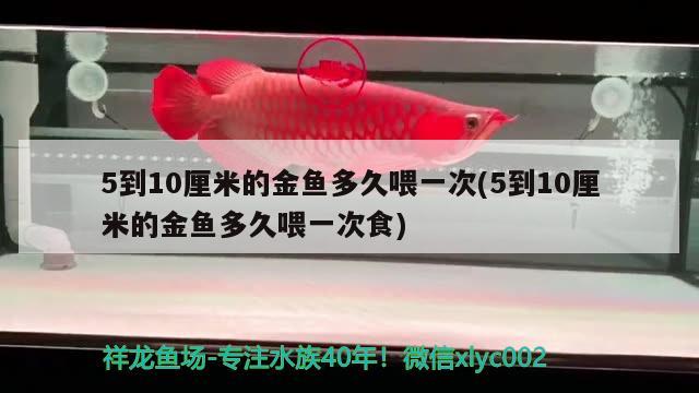 5到10厘米的金魚多久喂一次(5到10厘米的金魚多久喂一次食)