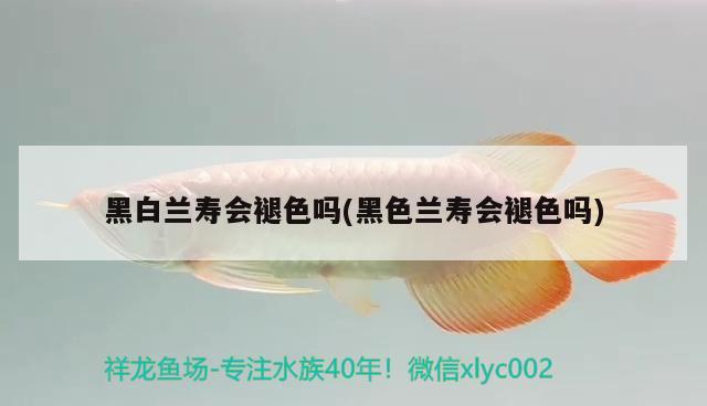 黑白蘭壽會褪色嗎(黑色蘭壽會褪色嗎) 觀賞魚