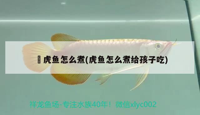 鰕虎魚怎么煮(虎魚怎么煮給孩子吃) 虎魚百科