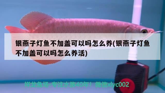 銀燕子燈魚不加蓋可以嗎怎么養(yǎng)(銀燕子燈魚不加蓋可以嗎怎么養(yǎng)活) 觀賞魚