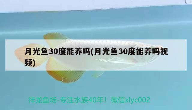 月光魚30度能養(yǎng)嗎(月光魚30度能養(yǎng)嗎視頻) 觀賞魚