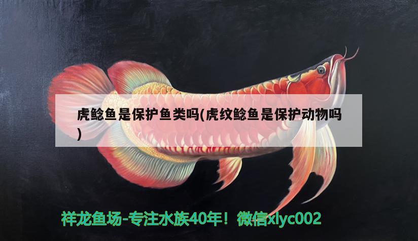 虎鯰魚是保護(hù)魚類嗎(虎紋鯰魚是保護(hù)動(dòng)物嗎) 觀賞魚