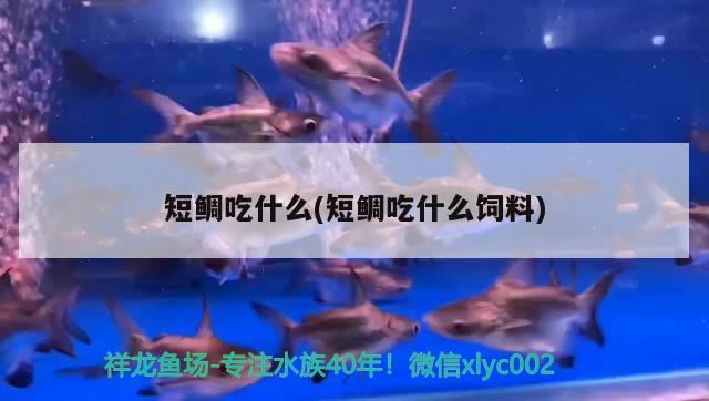 短鯛吃什么(短鯛吃什么飼料) 觀賞魚(yú)