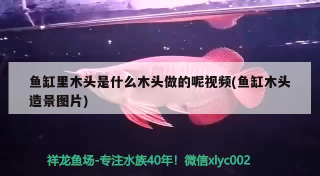 魚(yú)缸里木頭是什么木頭做的呢視頻(魚(yú)缸木頭造景圖片) 鴨嘴鯊魚(yú)